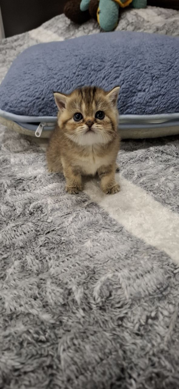 Скотиш страйт девочки
