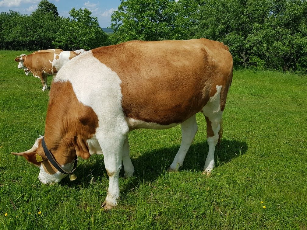 Bălțată românească
