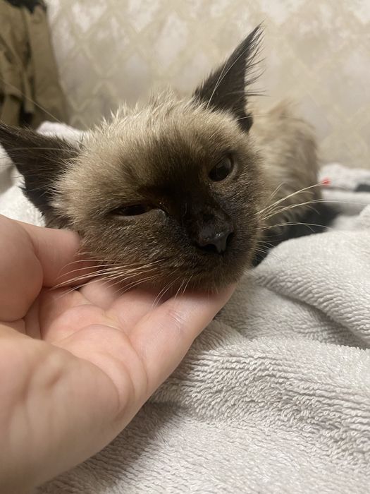 Котенок сиамский в добрые руки