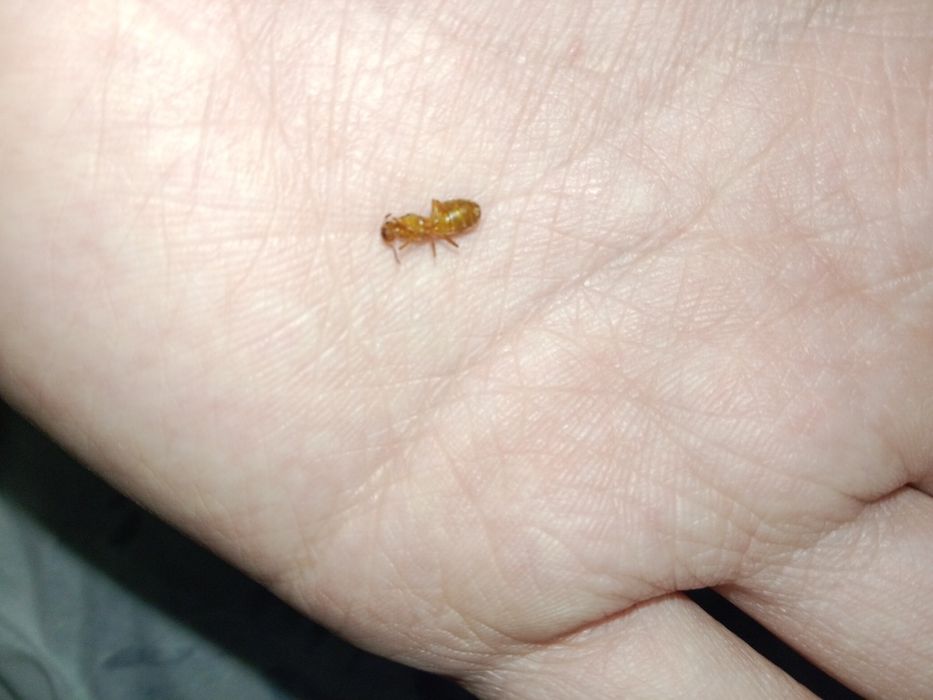 Муравьи редкие, Lasius flavescens название.