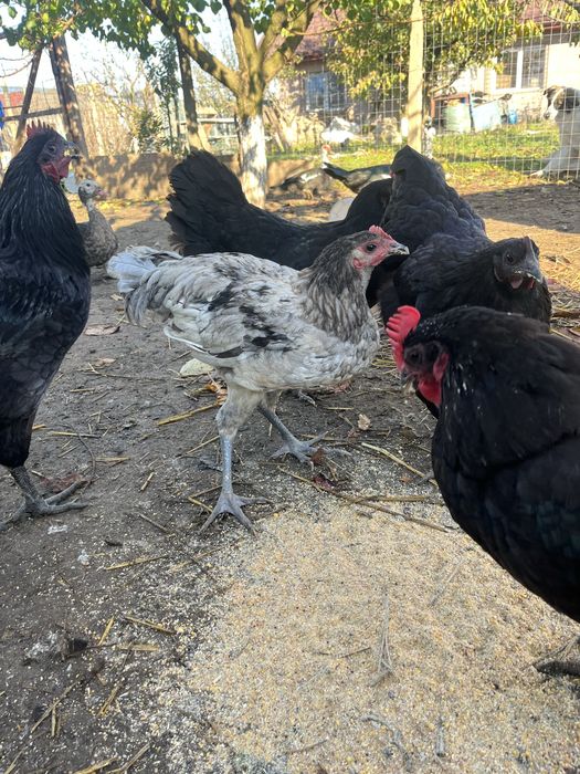 Cocoşi australorp
