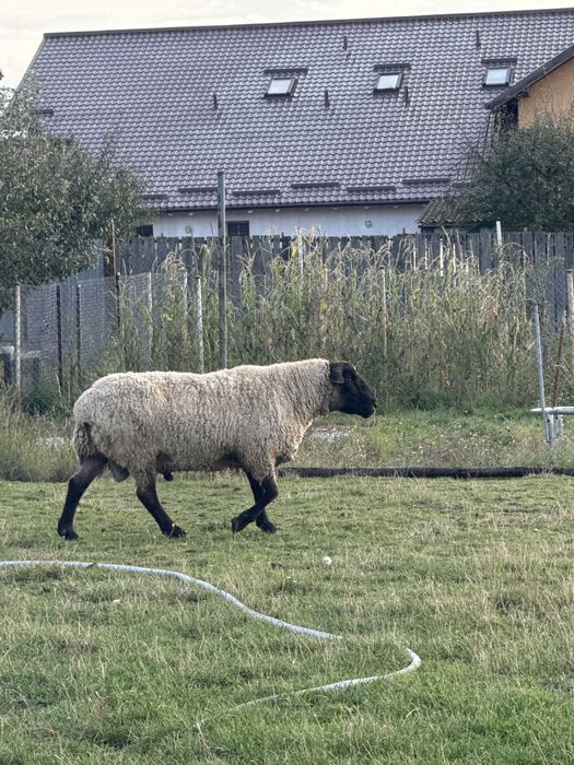 Vand berbec sullfok