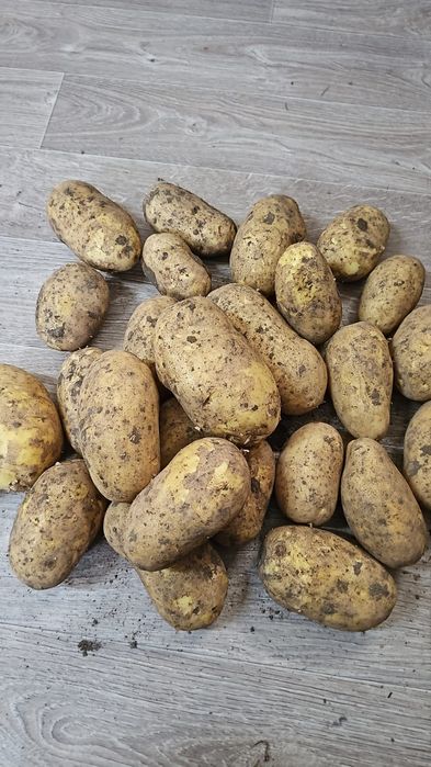 Ппродам Картофель Сорт Гала Вега