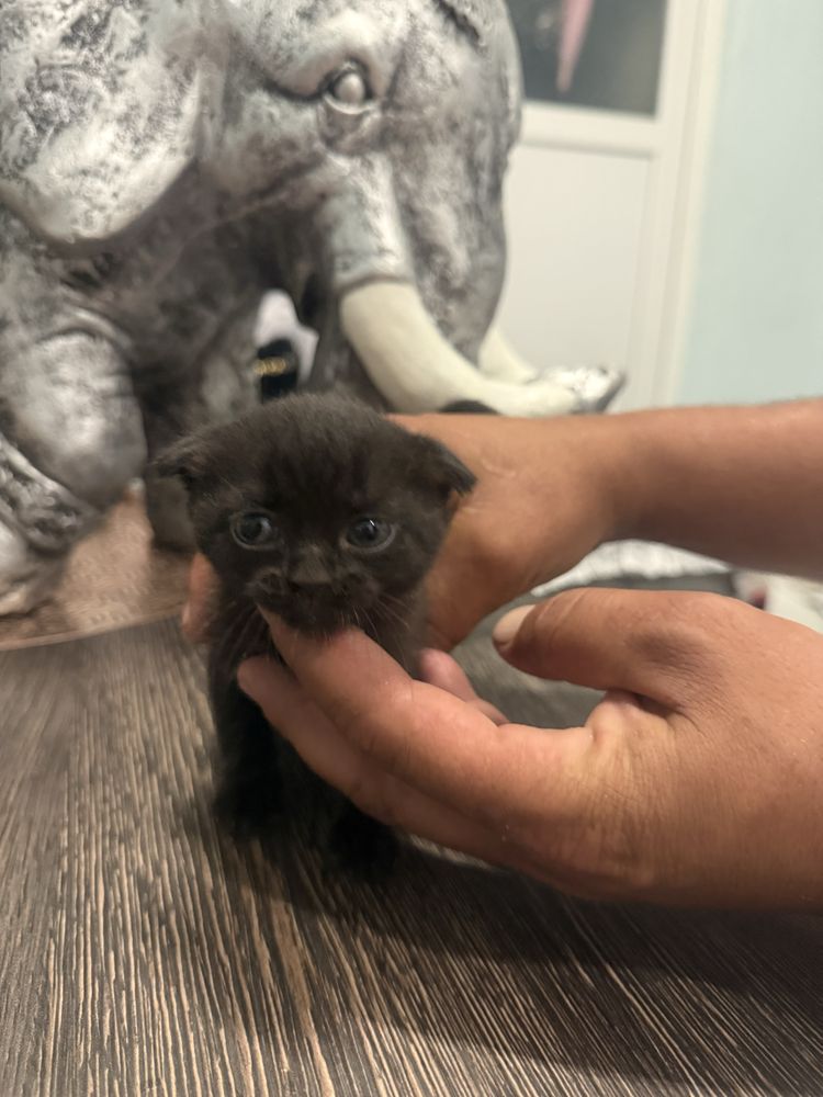British Shorthair, Мъжко