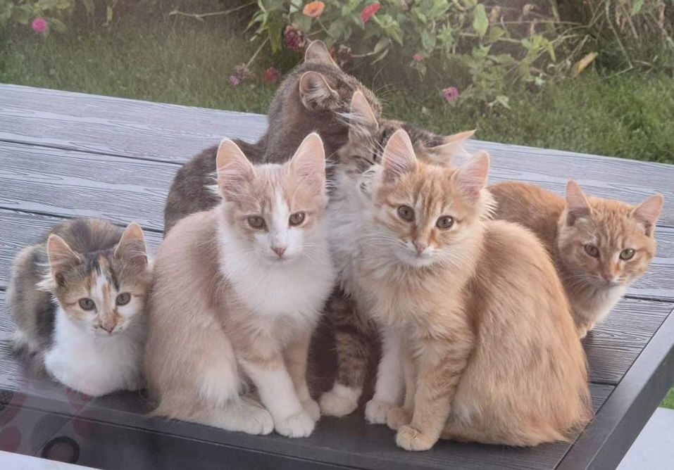 Котета търсят добри стопани