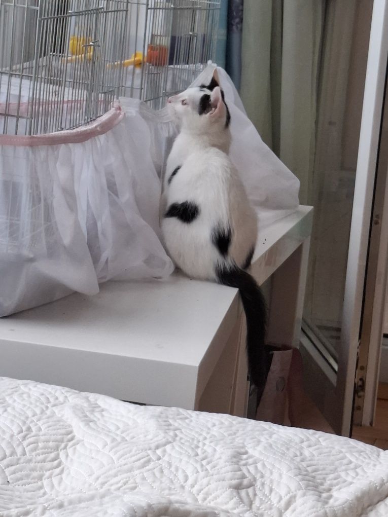 Търся дом за коте бяло с черно .Гальовно,Добро и мило