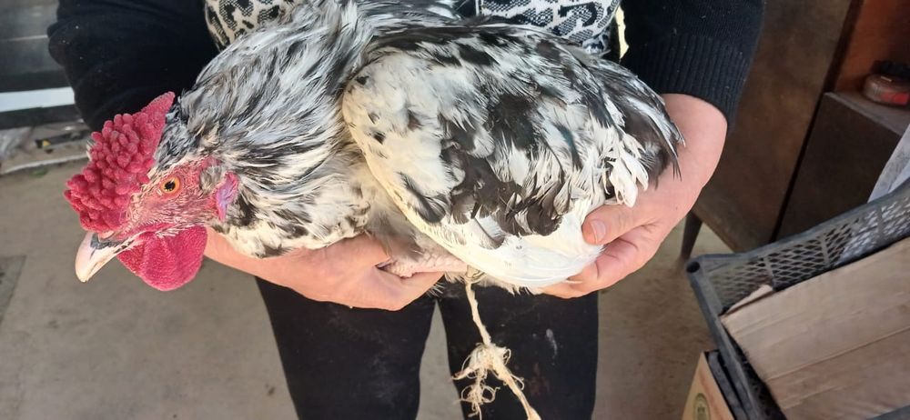 Продам крепких, здоровых петухов