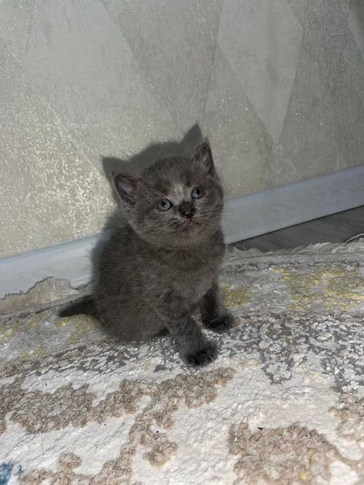 котята скоттиш страйт малчик