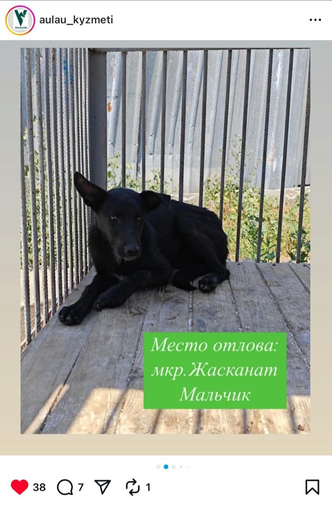 Собачки ждут любящих хозяев