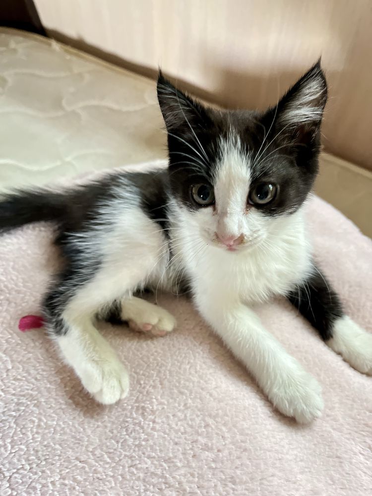 Котята , кошки , котёнок