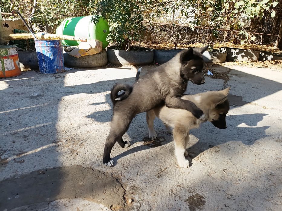 Щенки лайки ЗСЛ и ВСЛ