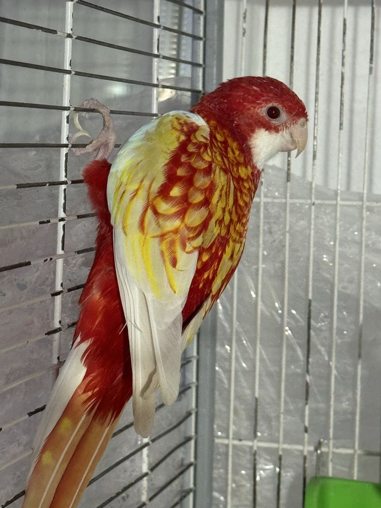 Papagal Micul Alexandru si Rosella