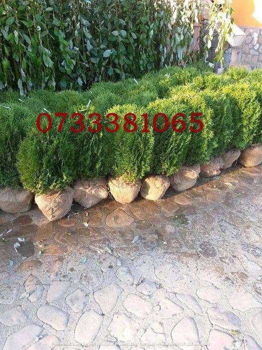 Plante Ornamentale