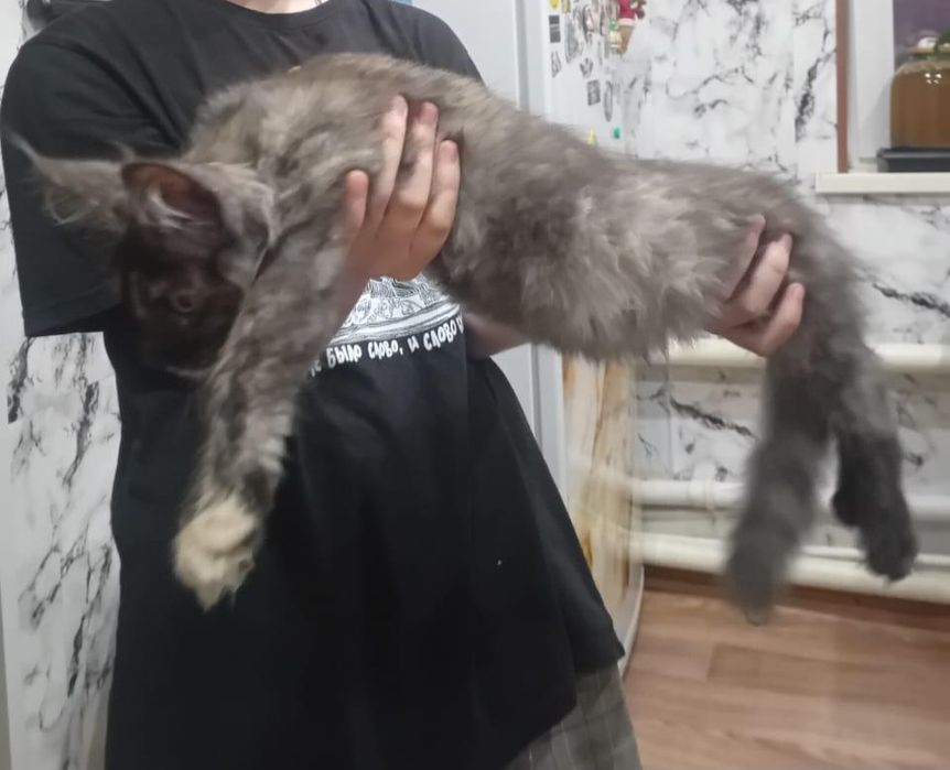 Мэйн кун котята 3 мес девочкипродам