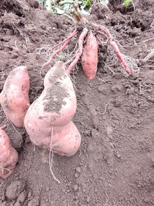 Разсад Батати и гурме картофи  Органично отглеждани.
