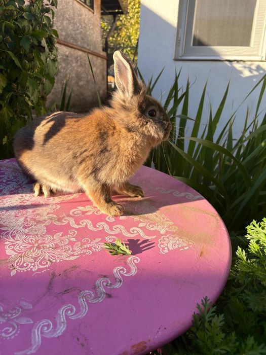 Donez Iepurași cap de leu pitic