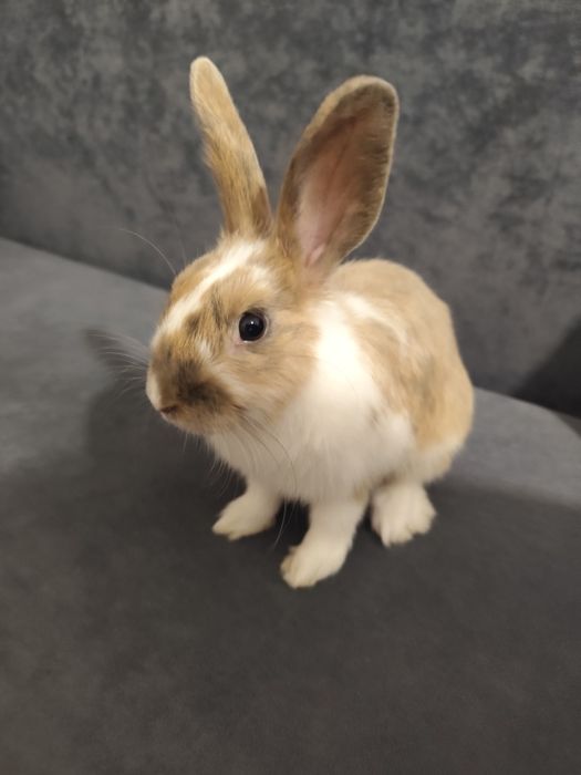 Отдам в добрые руки нашего Пушка