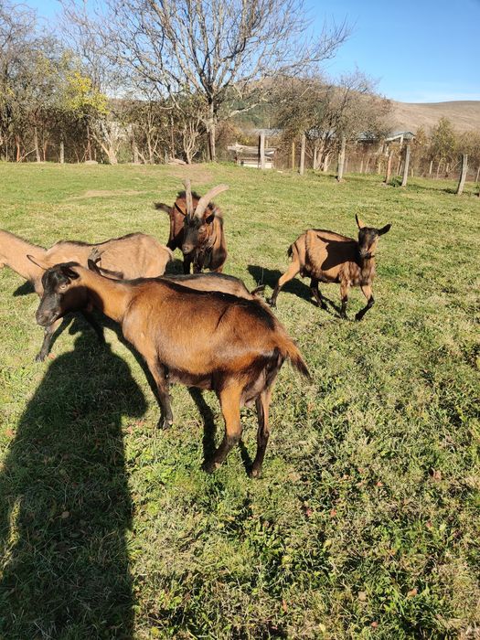 Vand Capre gestante!