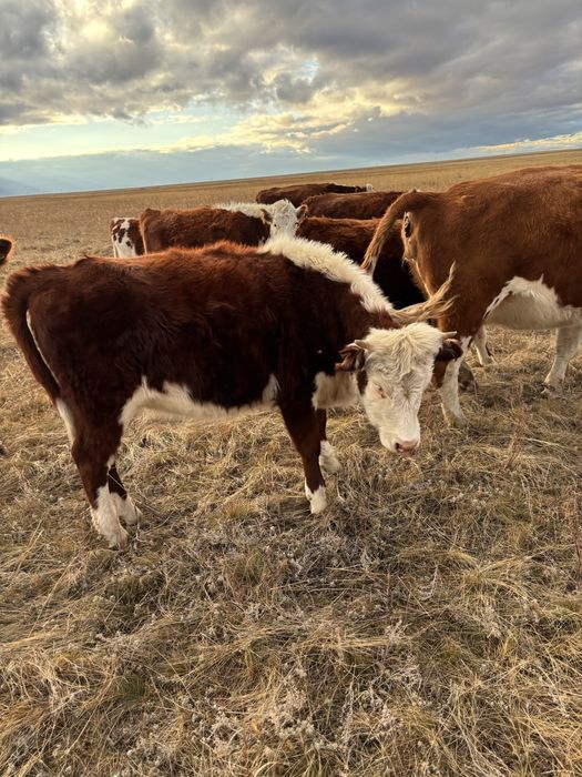 Продам говядину на мясо