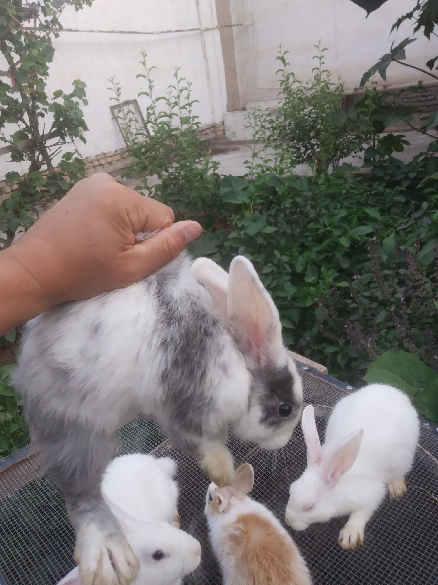 Quyon bolalari 3 oylik. 3 ta bor. Ranglari oq,oq-kulrang, koʻzlari oq