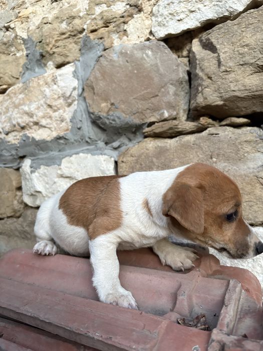 3 джак ръселчата търсят своите нови домове!