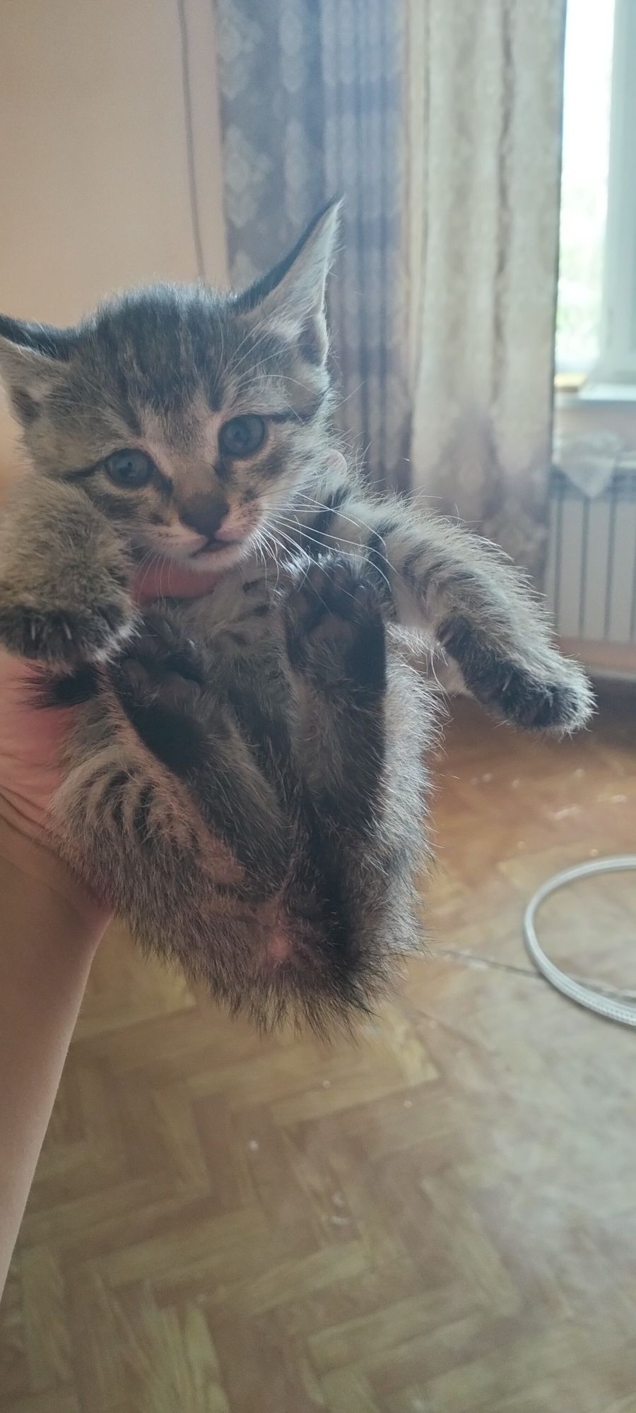 Котята в хорошие руки