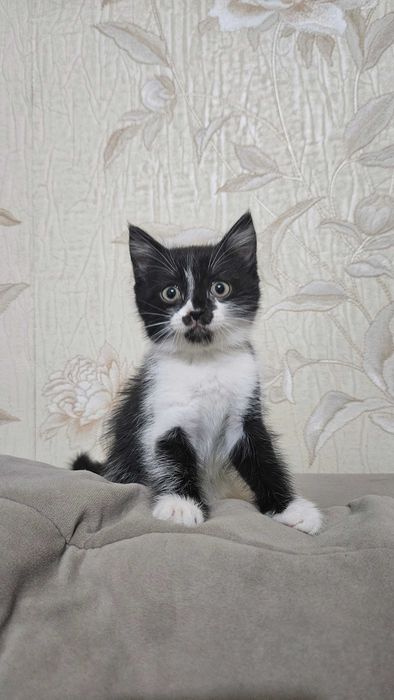 Отдам милую кошечку в хорошие руки