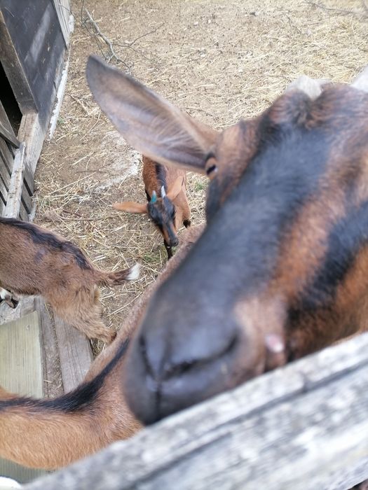 Capre alpina franceza