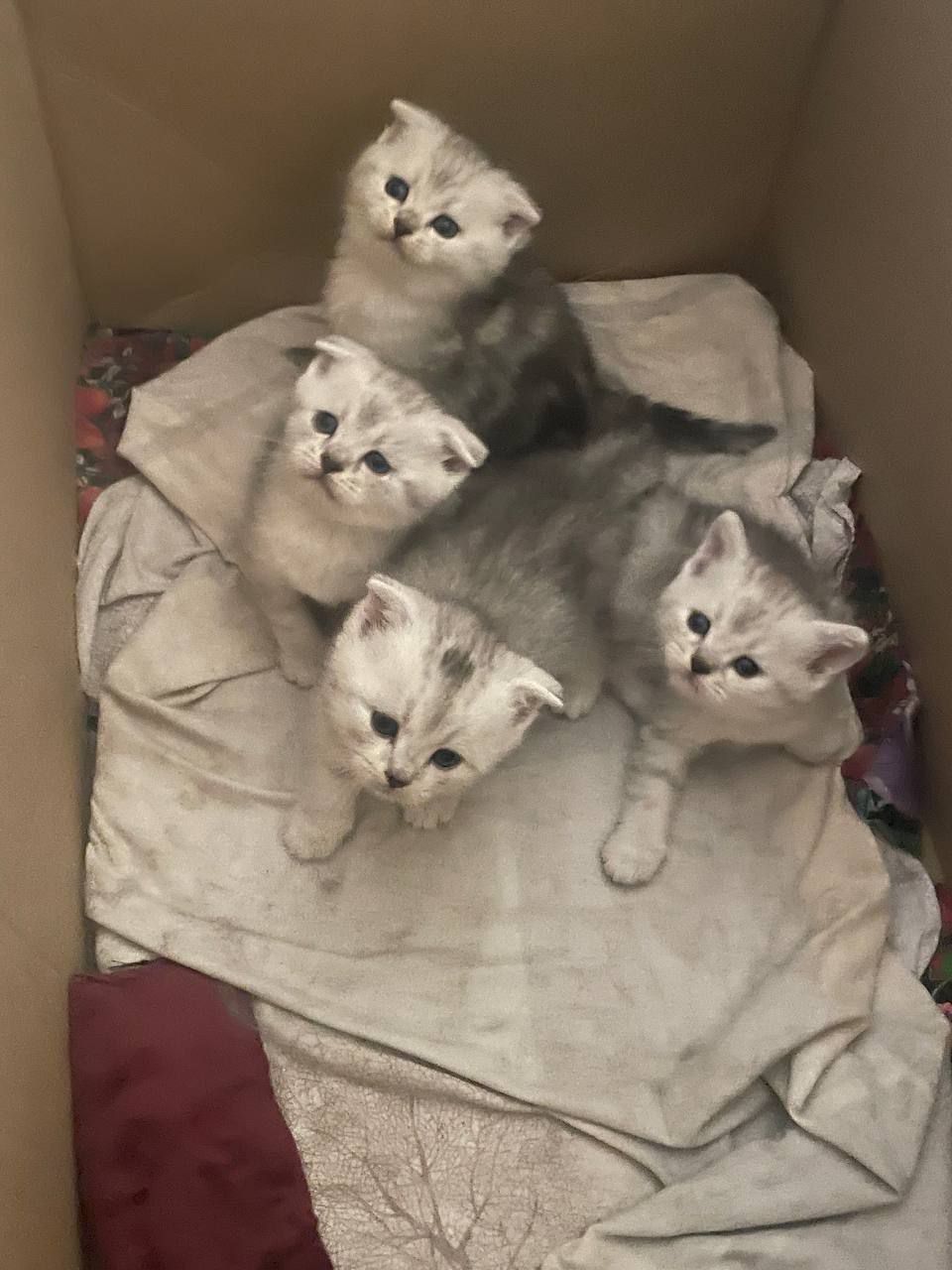 Британьский кошка