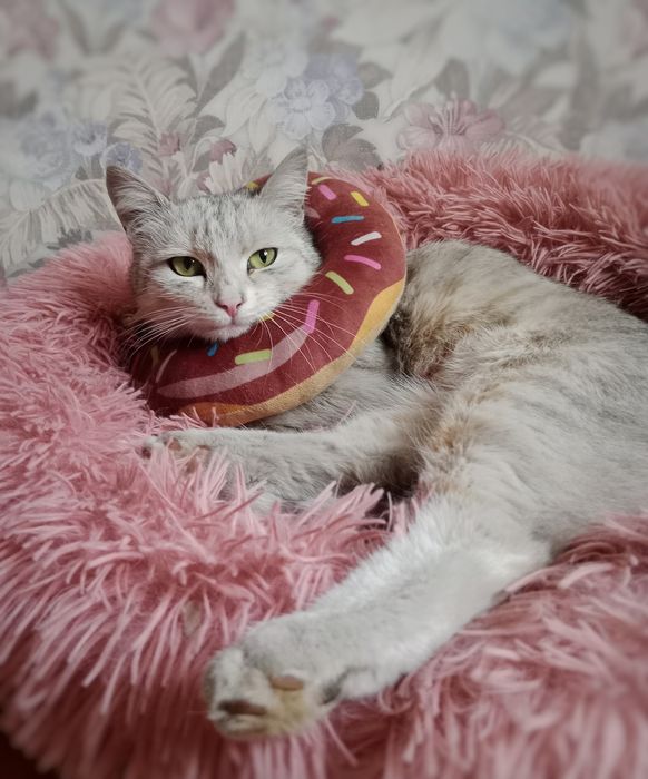 Кошечка в поисках дома