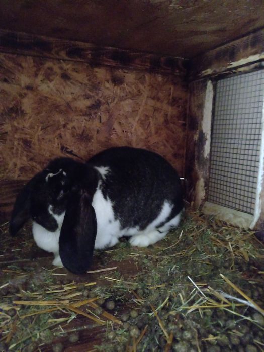 Iepuri berbec german