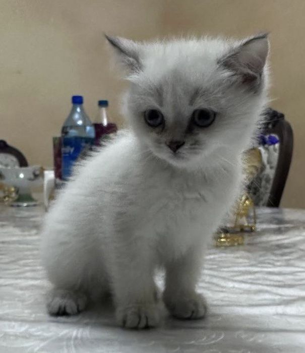 Продаётся породистый котенок девочка шиншилла окрас поинт