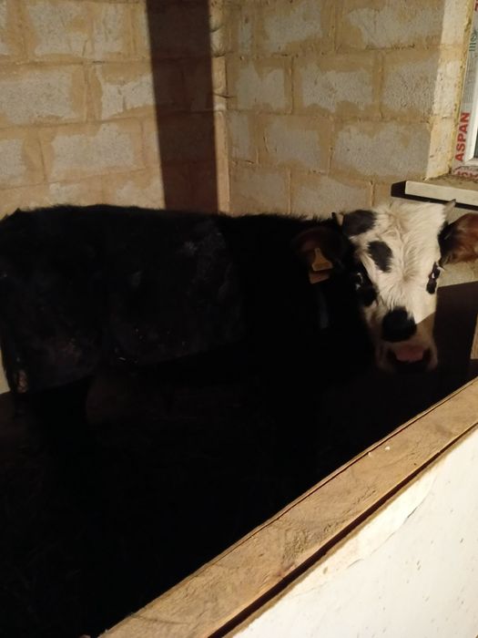 Продам сочную Корову с Бычком