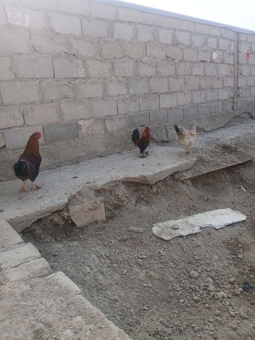 Tovuglar sotiladi hammasi soglom tuxum tugadi qora tovuglar narxi 150