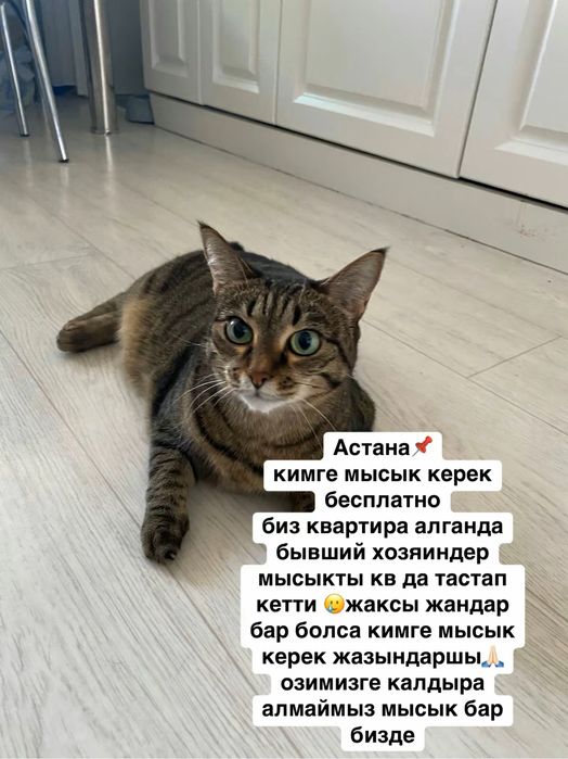 Астана кимге мысык керек отдам в добрые руки бесплатно
