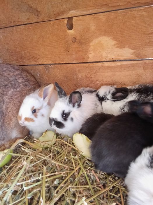 Iepuri diferite mărimi,iepurite pt reprodus