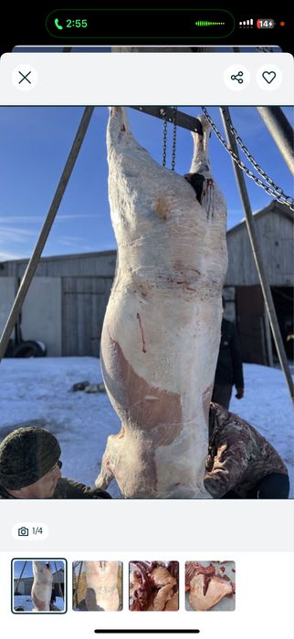 Соғым согым жайылым жылқы, жылкы байтал жабағы жабагы бие