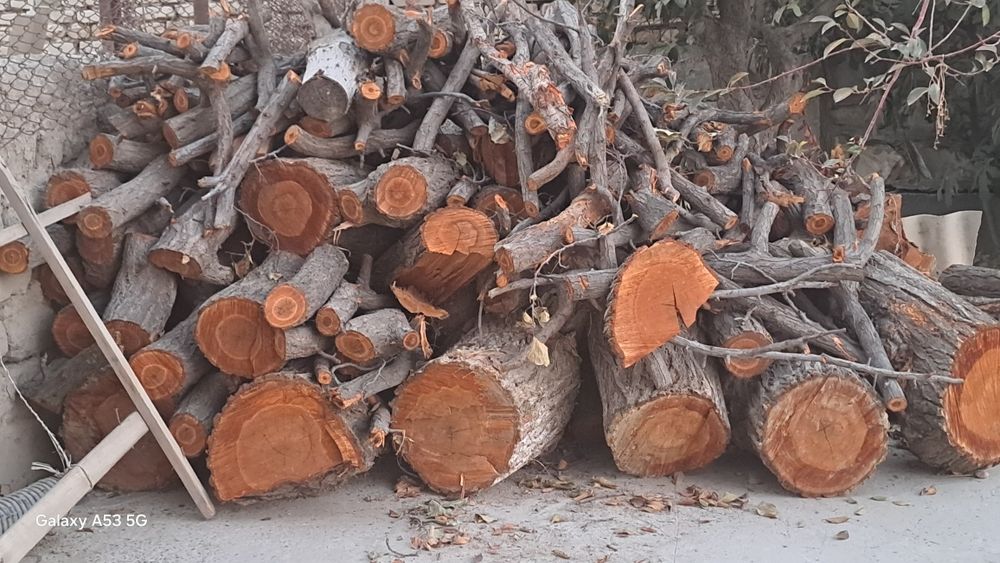 Урик дарахти утинлари сотилади