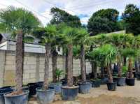 Palmieri Trachycarpus Fortunei 3 - 4m rezista pună la -20° C