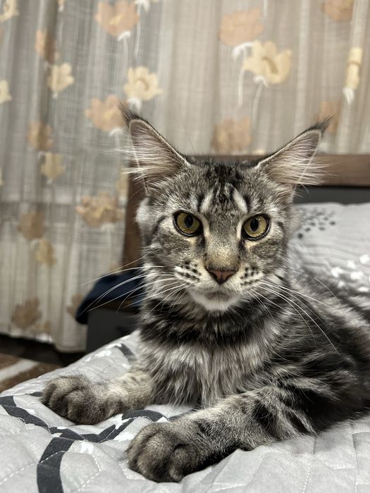Продам кошку мейн-куна
