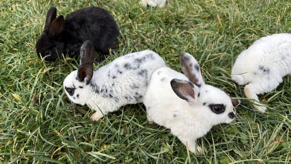 Vand pui de iepure rasa pura rex