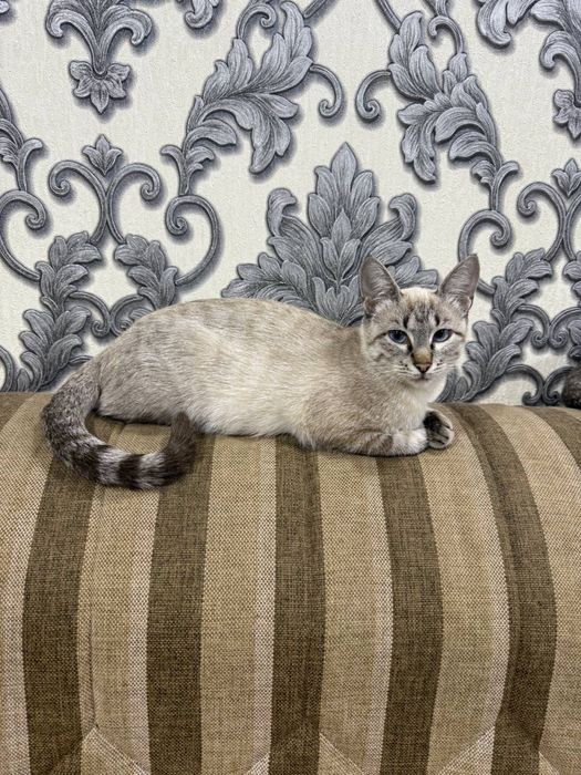 Кошечка ищет заботливых людей