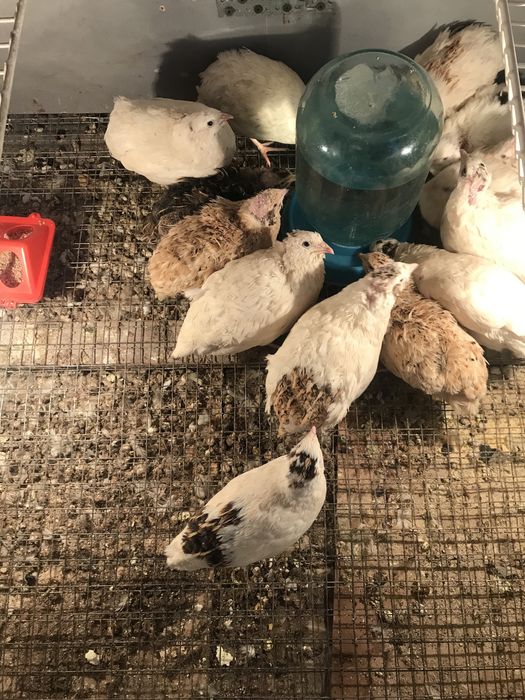 Бодене бодене срочна