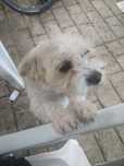Donez doi catelusi un bichon si un labrador