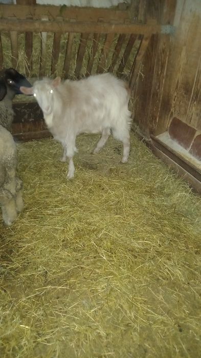 Vand țap din primăvară