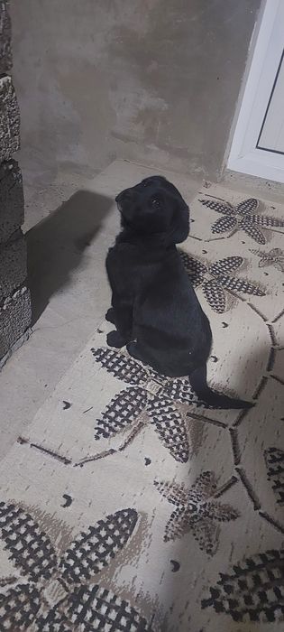 Лабладор+дворняга