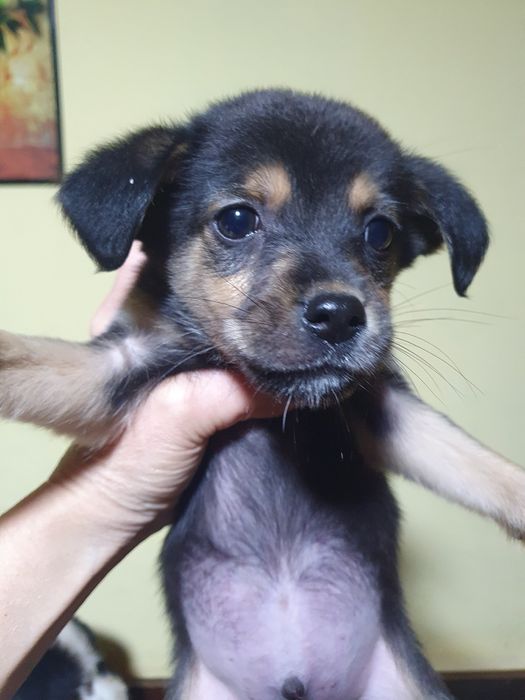 Подарявам малки сладурчета