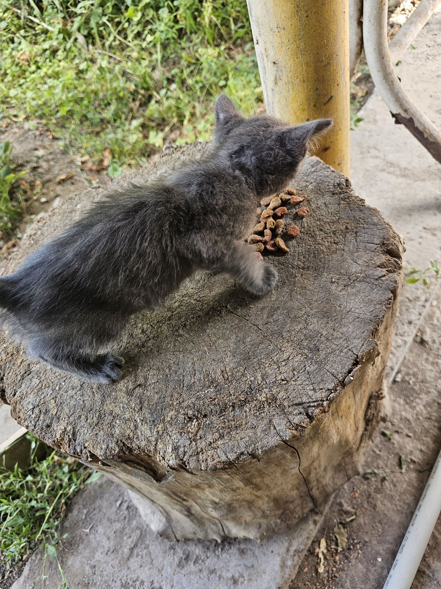 Котёнок, щенок ( девочки)