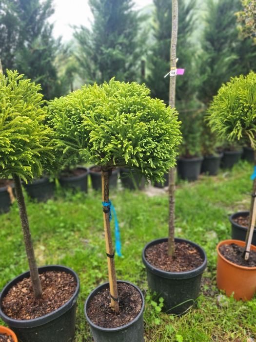 Criptomeria pe picior Photinia Red Robin Evonymus