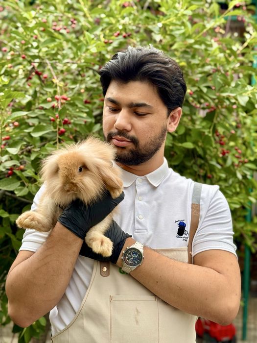 Karlik Quyon. Карликовый кролик